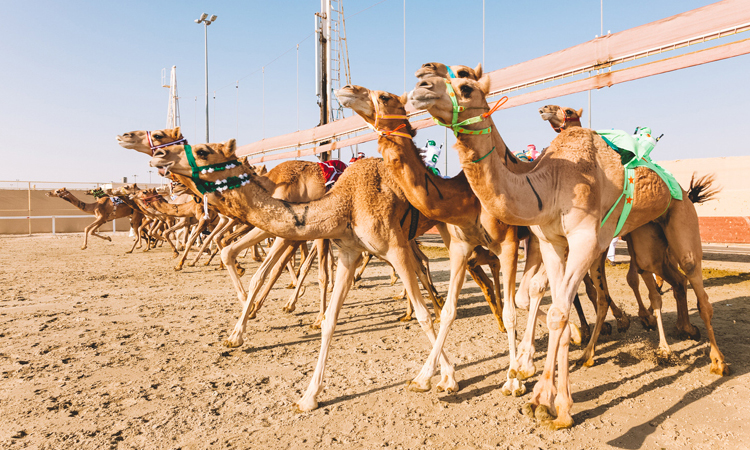Shahaniya Camel Race Track