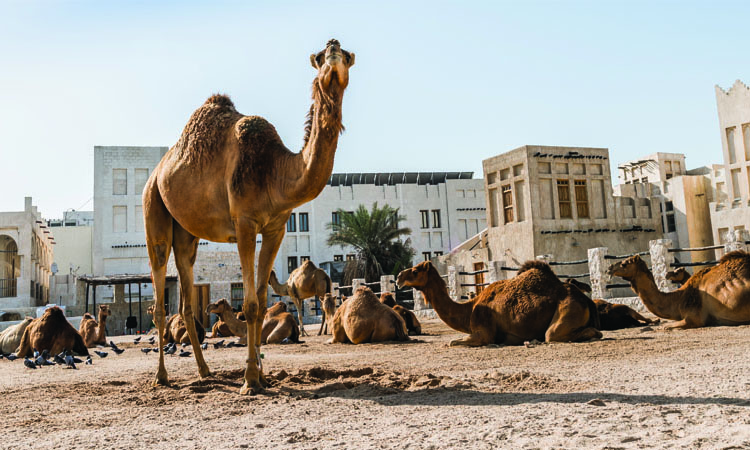 Souq Waqif Camel Market